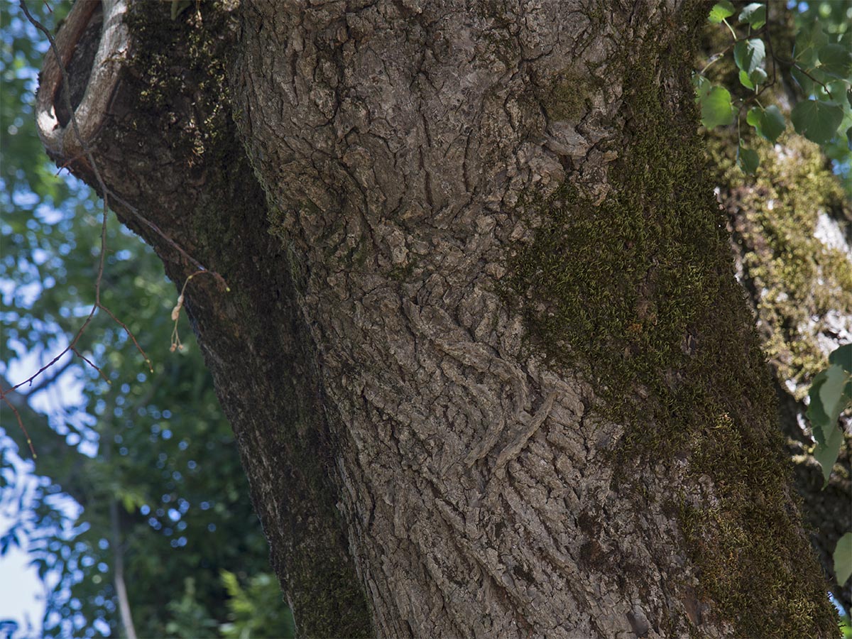 Tilia cordata